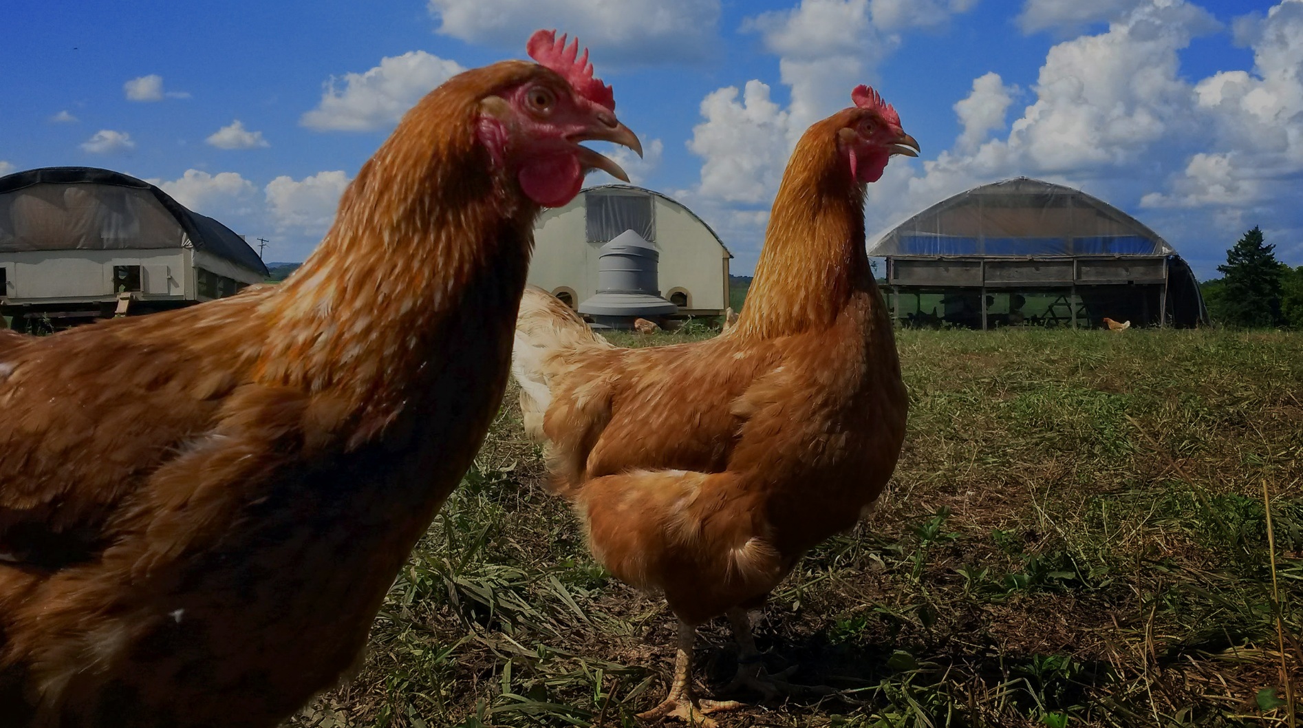 Lima Family Farms Chicken Raising Background 2